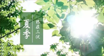 【艾灸三伏天】今年三伏不一般，仙草小助理建議大家早作準(zhǔn)備哦！