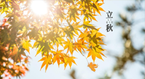 【節(jié)氣飲食】立秋將至，吃最合適的飲食，平穩(wěn)度過季節(jié)交替！